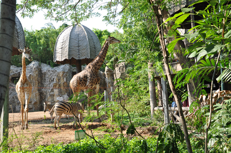 Dusit Zoo is one of the most beautiful tourist sites in Bangkok, Thailand