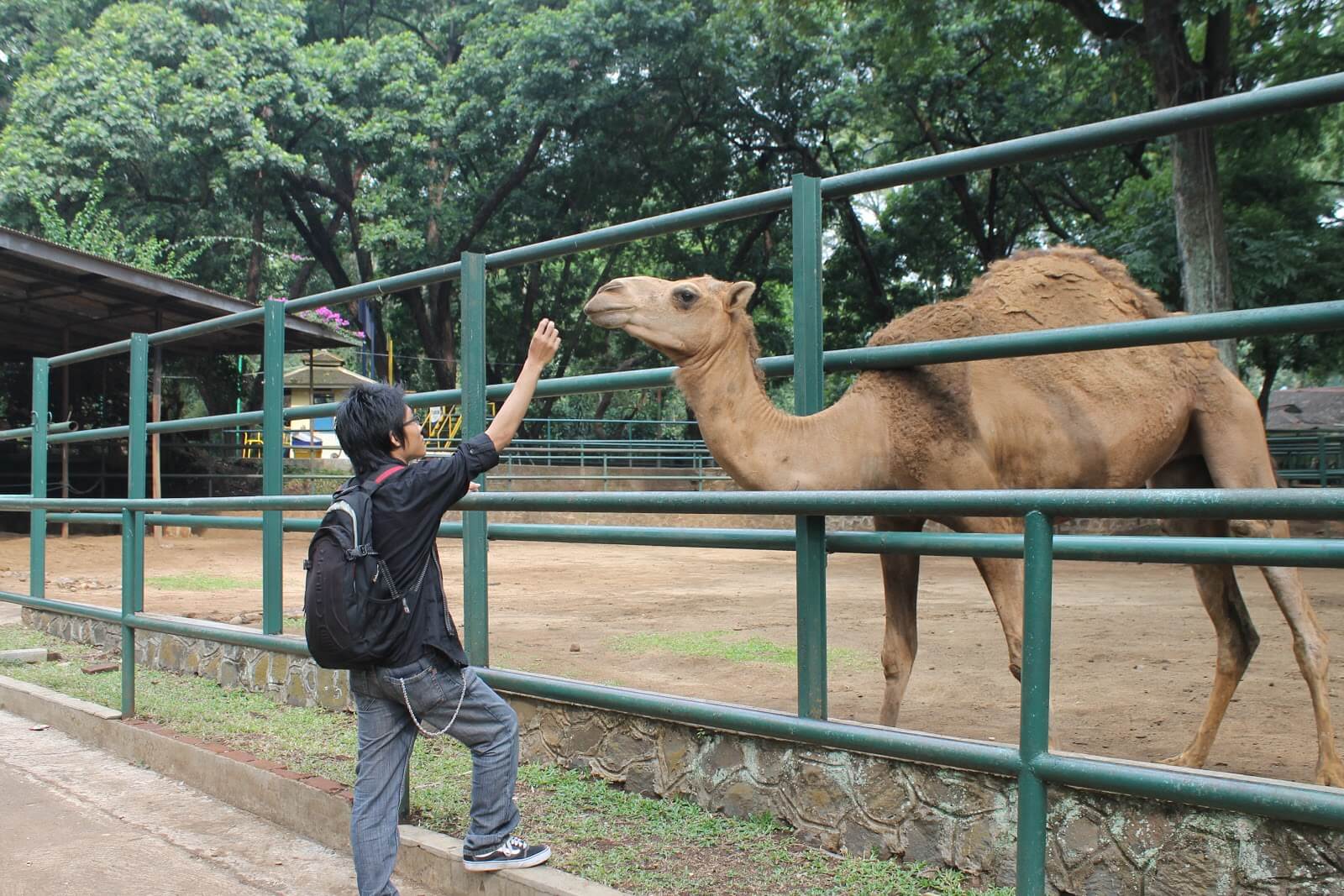 Bandung Zoo Indonesia