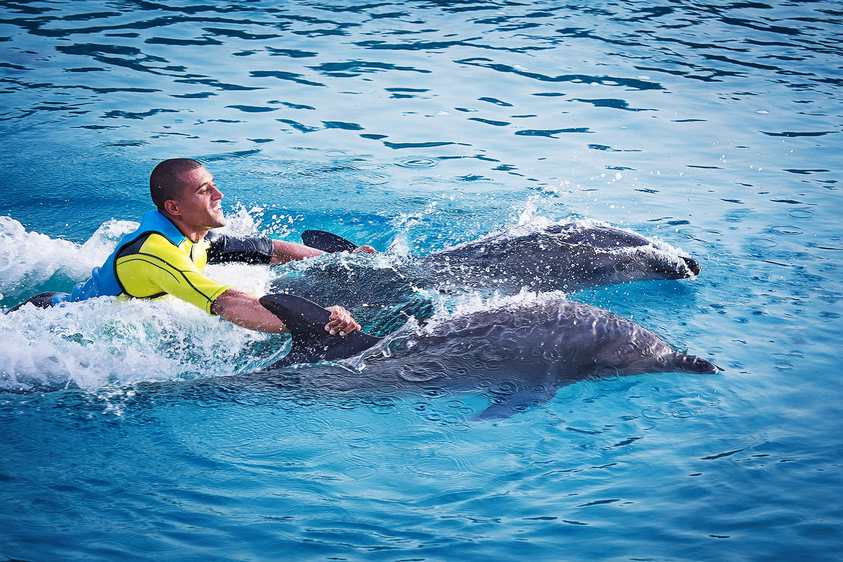 Dolphin Bay at Atlantis Hotel Dubai
