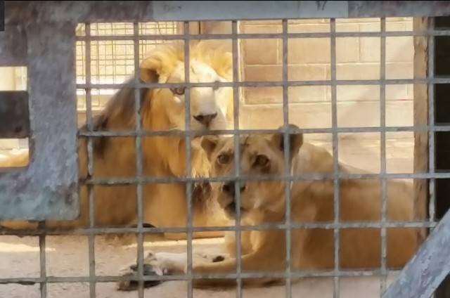 Qatar Zoo