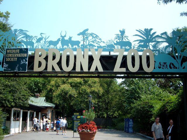 Top 5 activities in the Bronx Zoo New York, USA
