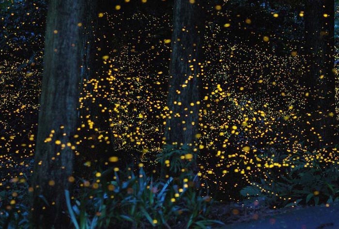 The luminous butterfly garden in Selangor is one of the best places of tourism in Malaysia