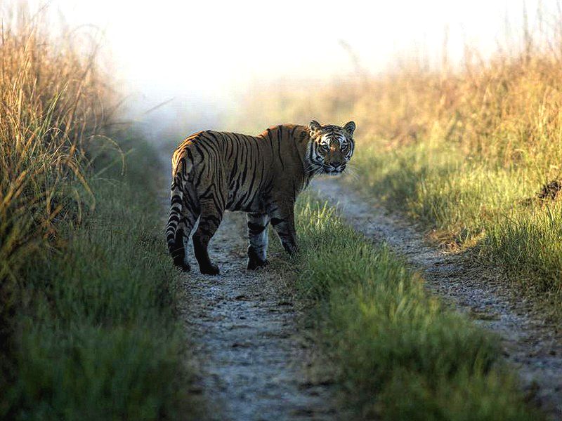 The Tiger Reserve at Thekkady Kerala