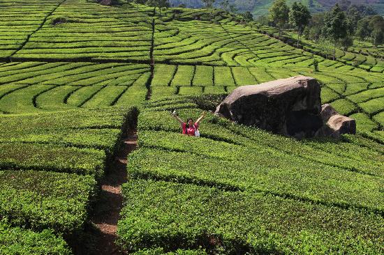 Chipode Bandung tea plantations, Indonesia