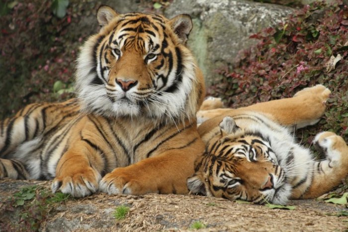 An exciting experience at the Oakland Zoo