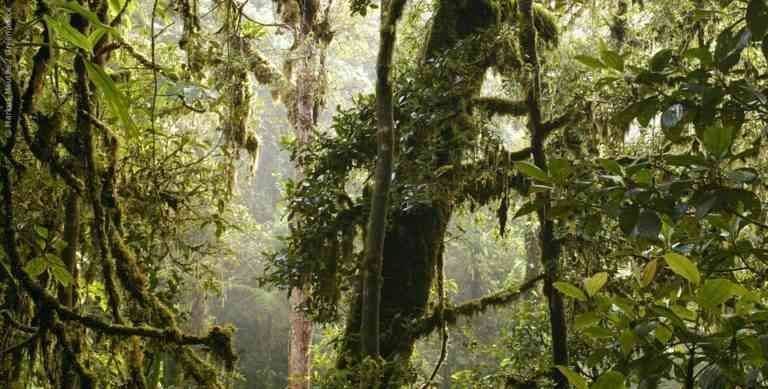 Forests in Papua New Guinea "... tourist places in Papua New Guinea"