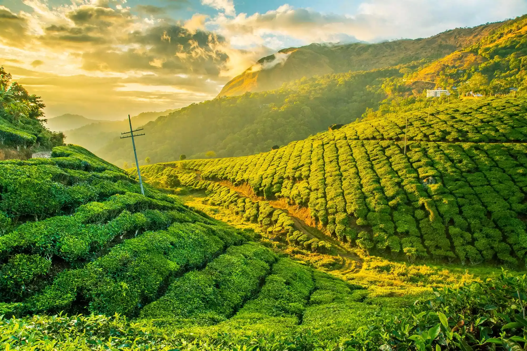 Tourist activities in Munnar India: Activities that tourists can do