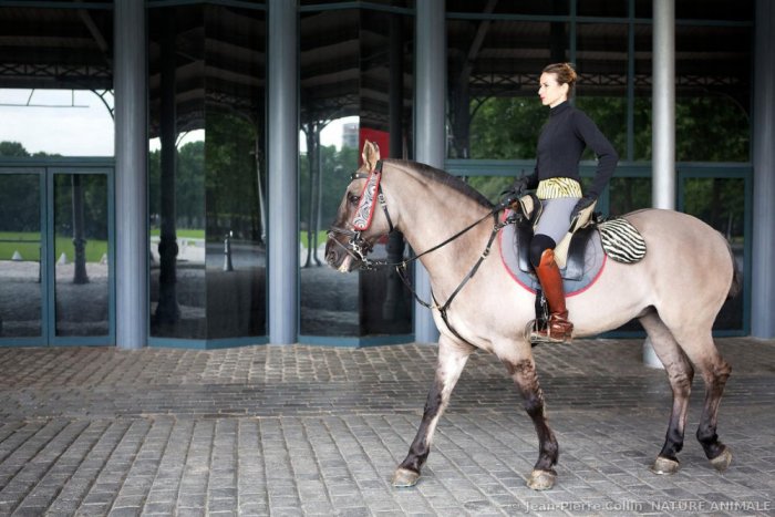 Versailles Academy of Equestrian Arts