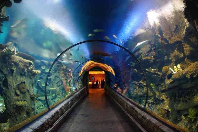 "Shark Reef Aquarium" ..