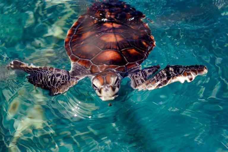 "Sea Turtle Reserve" ..
