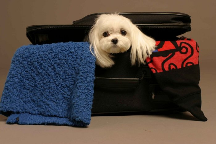 Travel advice with your pet