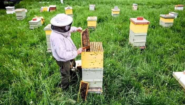  honey bee farms - attractions near Manila Manila