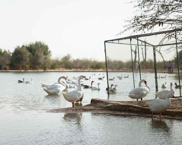 Power lakes ... oases where birds rest in the middle of the Dubai desert