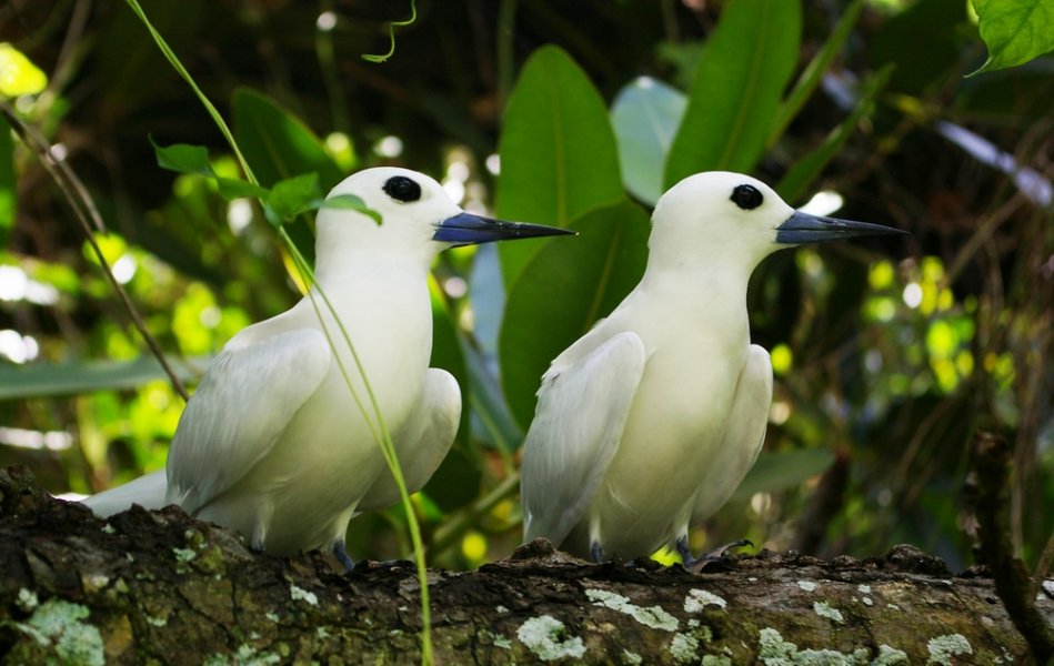 Watching the blue-legged marine poby birds in the Galapagos Islands